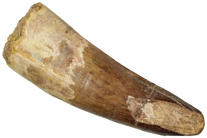 Real Spinosaurus Tooth - Huge Dinosaur Tooth #314748